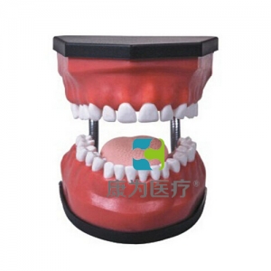 “康為醫療”豪華型牙護理保健模型（32顆牙,可脫卸）