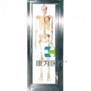 “康為醫療”不銹鋼骨骼標本柜