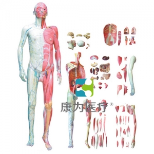 “康為醫療”人體全身層次肌肉解剖模型