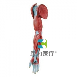 “康為醫療”上肢肌肉解剖模型