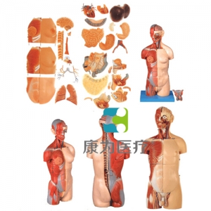 “康為醫療”男、女兩性互換肌肉內臟背部開放式頭頸軀干模型