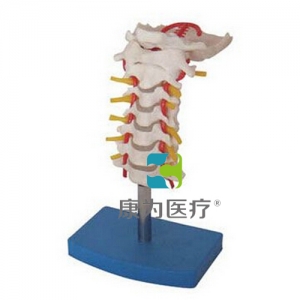 “康為醫療”頸椎帶頸動脈、后枕骨、椎間盤與神經模型