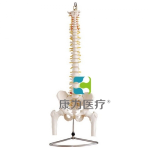 “康為醫療”自然大脊椎附盆骨帶半腿骨模型