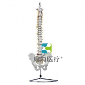 “康為醫療”高級自然大脊柱骨帶盆骨模型