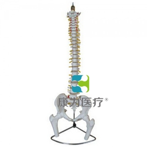 “康為醫療”脊柱、骨盆與股骨頭模型