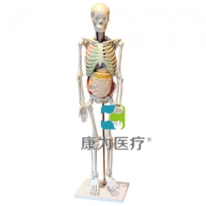 “康為醫療”人體骨骼與內臟關系模型