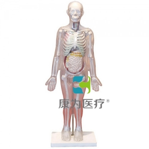 “康為醫療”人體體表、人體骨骼與內臟關系模型