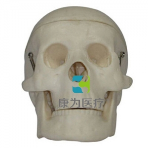 “康為醫療”小型頭顱骨模型
