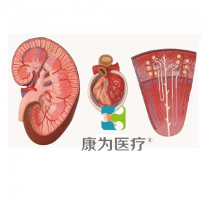 “康為醫療”腎與腎單位、腎小球放大模型