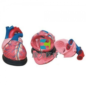 “康為醫療”大心臟解剖模型