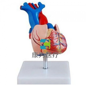 “康為醫療”自然大心臟解剖模型