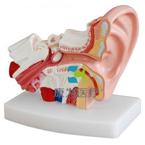 “康為醫療”桌上型耳解剖模型
