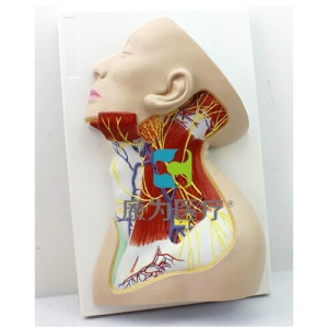 “康为医疗”颈部神经模型