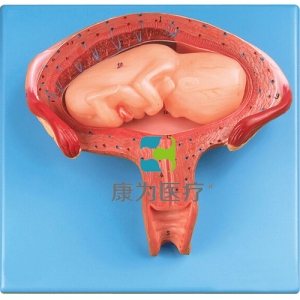 “康為醫療”四個月胎兒模型